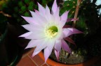 Altra foto dello stesso fiore