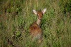 Cucciolo di gazzella.
Commenti e critiche sempre ben accetti.
Ps: scatto naturale durante un safari.