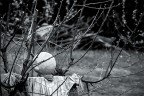 Sono veramente un novizio per quanto riguarda la fotografia, infatti proprio un paio di giorni fa ho acquistato la mia prima reflex, una Canon 60d. Come obbiettivo ho un vecchissimo Tamron 28-200 Aspherical Lens di mio padre, che avr almeno 20 anni. Per ora ho solo questo, ma mentre aspetto di prenderne uno nuovo (credo un 50mm) gi da ieri ho pensato di uscire e provare a scattare qualche foto.Bacchettatemi pure, spero di imparare molto qui!