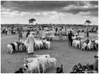 Mercato delle pecore - Asmara