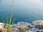 Germoglio sul mare
