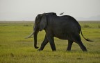 Elefante con garzetta.
Commenti e critiche sempre ben accetti.
Ps: il cielo non  granch ma di pi non ho potuto recuperare con il controluce esasperato che c'era (le 14 pomeridiane).