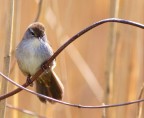 Usignolo di fiume (Cettia cetti)