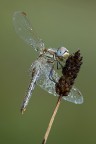 Sympetrum fonscolombii