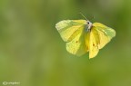 Cedronella in volo
