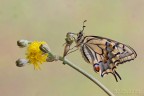 Papilio Machaon