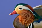 ehmmmmm ehmmmmm il primo forum non si scorda mai. Un saluto a tutti