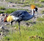 Gru coronata africana.
Per lo sfondo non potevo scegliere visto che era impossibile, oltre che pericoloso, scendere dal mezzo per avere un pdr pi basso e magari con lo sfondo sfocato.