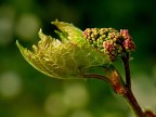 *** Lambrusco ***