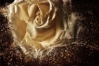 La rosa esplosa