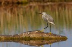 L'egretta grigia