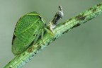 Bisonia stictocephala
