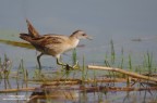 Schiribilla