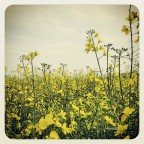 giallo