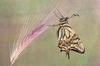 Papilio neo sfarfallato