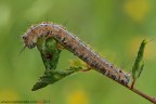 Malacosoma neustria (Linnaeus, 1758) (Lepidoptera - Lasiocampidae)

www.rossidaniele.com

Canon EOS 7D + Sigma 180mm f/3.5 EX DG HSM Macro
f18 - 0.5s - ISO 100
18.05.2013 ore 6.52
Suggerimenti e critiche sempre ben accetti
[url=http://www.rossidaniele.com/HR/_MG_3364copia-mdc-1500.jpg]Versione HR[/url]