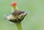 Mosca stercoraria...