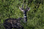 Antilope kund