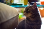 Prova con lente vintage Helios 44-2 f/2.0