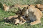 Cucciolo di mamma!