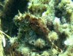 Cavo, Isola d'Elba
uno scorfanetto in fase di mimetismo