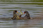 Gallinella d'acqua