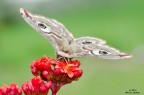 Saturnia pyri