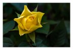 Fujifilm Finepix S5 Pro
Nikon Micro-Nikkor 55mm/2.8 AI