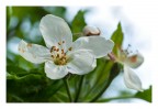 Fujifilm Finepix S5 Pro
Nikon Micro-Nikkor 55mm/2.8 AI