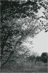Minolta xg-m, Tmax BW 400 ISO, filtro verde