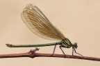 Calopteryx splendens