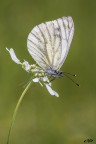 Pieris brassicae Linnaeus, 1758