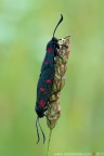 Zygaena (Zygaena) lonicerae (Scheven, 1777) (Lepidoptera - Zygaenidae)

www.rossidaniele.com

Canon EOS 7D + Sigma 180mm f/3.5 EX DG HSM Macro
f13 - 1/5 - ISO 160
22.06.2013 ore 6.09
Suggerimenti e critiche sempre ben accetti
[url=http://www.rossidaniele.com/HR/_MG_3420copia-mdc-1500.jpg]Versione HR[/url]