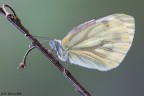 Pieris Napi