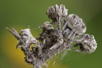 Agalenatea redii: mimetismo