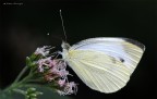 FARFALLA 1