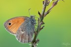 Salve,
cortesemente qualcuno pu aiutarmi a classificare le 3 farfalle in questione?
Sembra che tutte siano delle Coenonympha Pamphilus.. in tal caso come posso diversificarle?