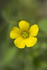 prime prove di macro con lente close up 10x

f11 1/125 iso100 sigma70-300 76mm lente closeup 10x