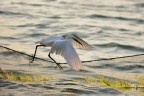 Scattata dalla barca nel Delta del Po.