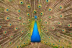 Pavone