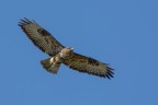 Poiana (Buteo buteo)