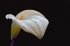 Calla