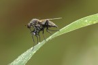 Dettaglio cos cos...il fragile filo d'erba non sosteneva il suo peso.
Soggetto sconosciuto...dal lungo rostro, si coccola la sua preziosa gocciolona di rugiada..., o forse, probabilmente, ne  prigioniero..., mi piaceva questa scena.
Dettaglio, come detto, migliorabile....peccato.
http://postimg.org/image/lm055bo17/full/