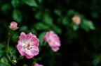 Nikon D5100
50 mm - f4 - 1/500 - ISO200