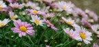Nikon D5100
50 mm - f4.5 - 1/250 - ISO200