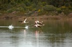 Anche quest'anno sono tornati alla Salina dei Monaci, in Salento!