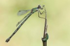 Lestes vividis