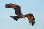 Nibbio bruno in volo