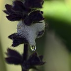 Bollicine