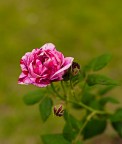 Rosa*